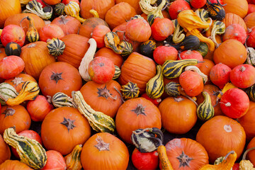 food, orange, nature, pumpkin, yellow, red, garden decoration, garden ideas, garden idea, halloween, decoration, vegetable, garden, outdoors