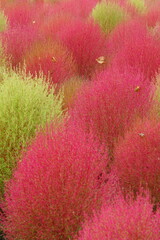 The autumn leaves during this season are beautiful.
