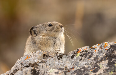Collared Pika on a Rock in Denali National Park Alaska in Autumn
