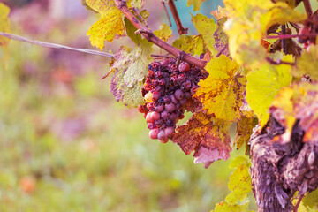 Autumn vineyard landscape. Palava vineyards and grapes in the evening light.