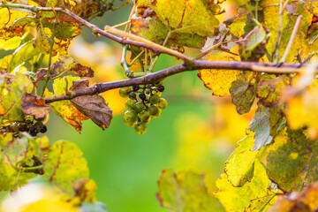 Autumn vineyard landscape. Palava vineyards and grapes in the evening light.