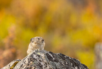 Collared Pika on a Rock in Denali National Park Alaska in Autumn