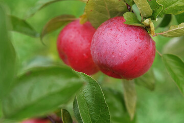 Ripe Apples in the Apple Orchard before Harvesting. Big Red delicious Apples Hanging from a Tree Branch in the Fruit Garden at Fall Harvest. Basket of Apples. Autumn Cloudy Day, Soft Shadow. 4K