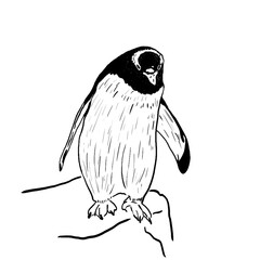 monochrome penguin illustration