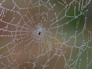 spider web with dew drops