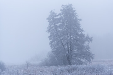Foggy winter landscape with snow covered trees