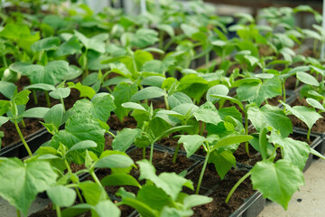 Young cucumber seedlings growing in plastic pots, containers. Gardening concept. Seedling ready to be planted in ground from garden tray. Young sprouts. Growing from seeds. Healthy food production.