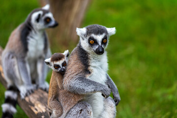 Naklejka premium Ring-tailed lemur and little baby on her back