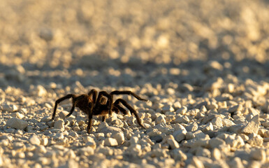 Tarantula on road