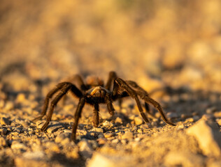 tarantula on rocks at sunset