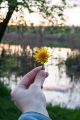 Fototapeta premium dandelion