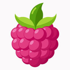 raspberry vector illustration 