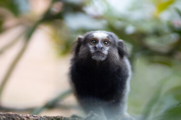 Cute Marmoset
