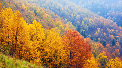 Breathtaking autumn view of dense forest with vibrant leaves in shades of yellow and red from a scenic height