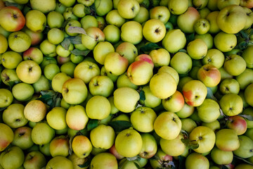 beautiful red green apples background