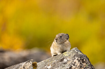 Collared Pika on a Rock in Denali National Park Alaska in Autumn