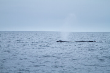 Fototapeta premium Humpback Whale Breathing in Arctic Ocean