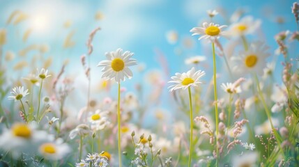 A serene field of daisies sways softly under the vibrant sun against a clear blue sky, embodying the peace and rejuvenating beauty of nature's blissful tranquility.