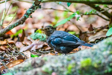 A view of an Eurasian Blackbird hiding in the undergrowth in Furnas on the island of San Miguel in the Azores in summertime