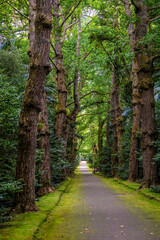 Obraz premium A view down a tree lined track in Furnas on the island of San Miguel in the Azores in summertime