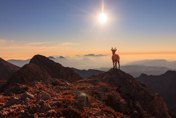 Chamois in the alps of slovenia during sunrise with golden warm light sun animal