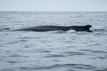 Fototapeta premium Humpback Whale in Arctic Waters
