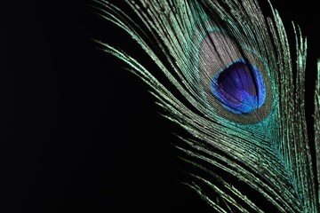Obraz premium One beautiful peacock feather on black background, closeup. Space for text