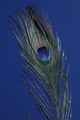 One beautiful peacock feather on blue background, closeup