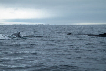 Fototapeta premium Whales Swimming in Arctic Waters