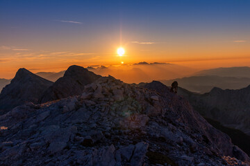 Chamois in the alps of slovenia during sunrise with golden warm light sun animal against the sun golden hour