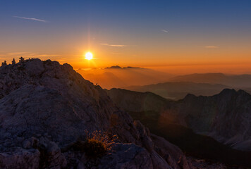 Chamois in the alps of slovenia during sunrise with golden warm light sun animal against the sun golden hour