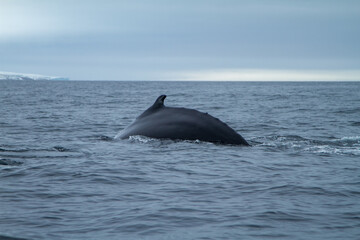 Whale Surfacing in Arctic Waters