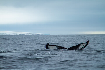Fototapeta premium Whale Tail in Arctic Waters
