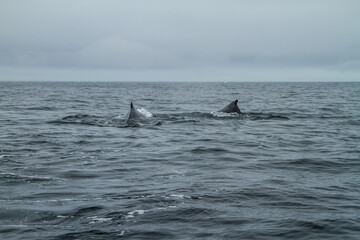 Fototapeta premium Whales in Arctic Waters