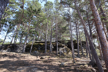 Pine forest in the mountains  on a sunny spring day, Norway.