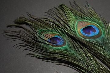 Fototapeta premium Two beautiful peacock feathers on black background, closeup