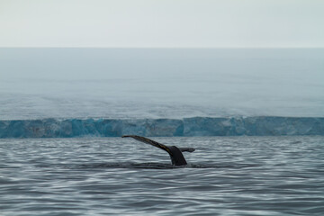 Fototapeta premium Humpback Whale Tail in Arctic Waters