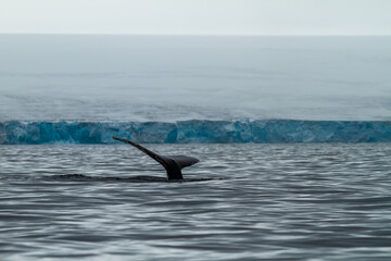 Fototapeta premium Humpback Whale Tail in Arctic Waters