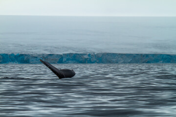 Naklejka premium Humpback Whale Tail in Arctic Ocean