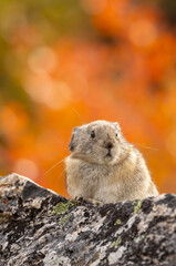 Collared Pika on a Rock in Denali National Park Alaska in Autumn