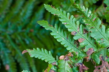 close of of the rotting leaves of a fern plant 