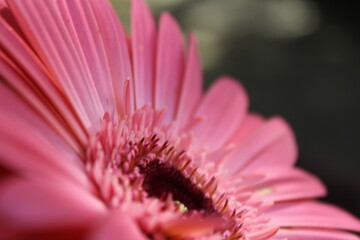 Obraz premium close up of pink flower