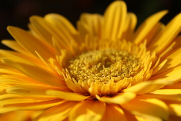 yellow flower macro