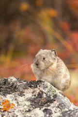 Collared Pika on a Rock in Denali National Park Alaska in Autumn