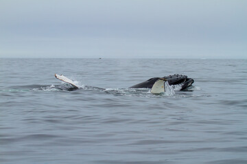 Fototapeta premium Humpback Whales in Arctic Waters