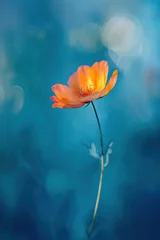 Blurred orange flower on a blue background © Oleksandr