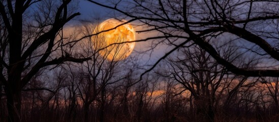 Full moon shining through bare branches in a forest at night.