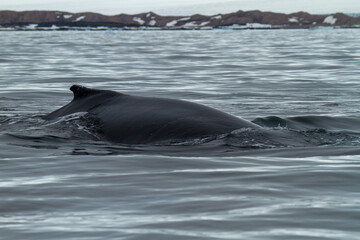 Humpback Whale fin in Arctic Waters