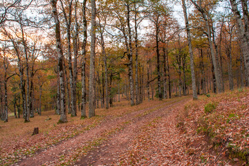 Autumn forest road leaves fall in ground landscape on autumnal background in November, Atmospheric autumn forest in fog. Yellow and orange leaves on trees in mountain forest in North Africa, Algeria.