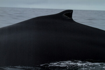 Fototapeta premium Majestic Humpback Whale in Polar Waters